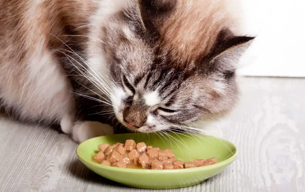 Home Remedies For Sick Cats Not Eating