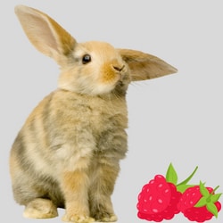 Can bunnies eat Raspberries