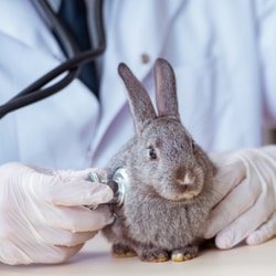 bunny treatment 