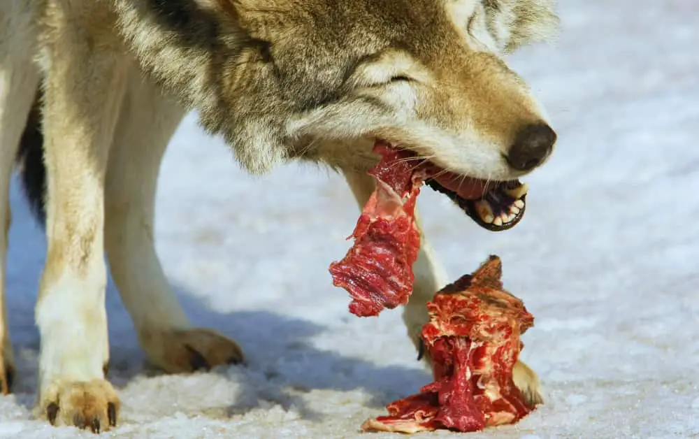 Can Dogs Eat Blood? 7 Side Effects [Expert Opinion]