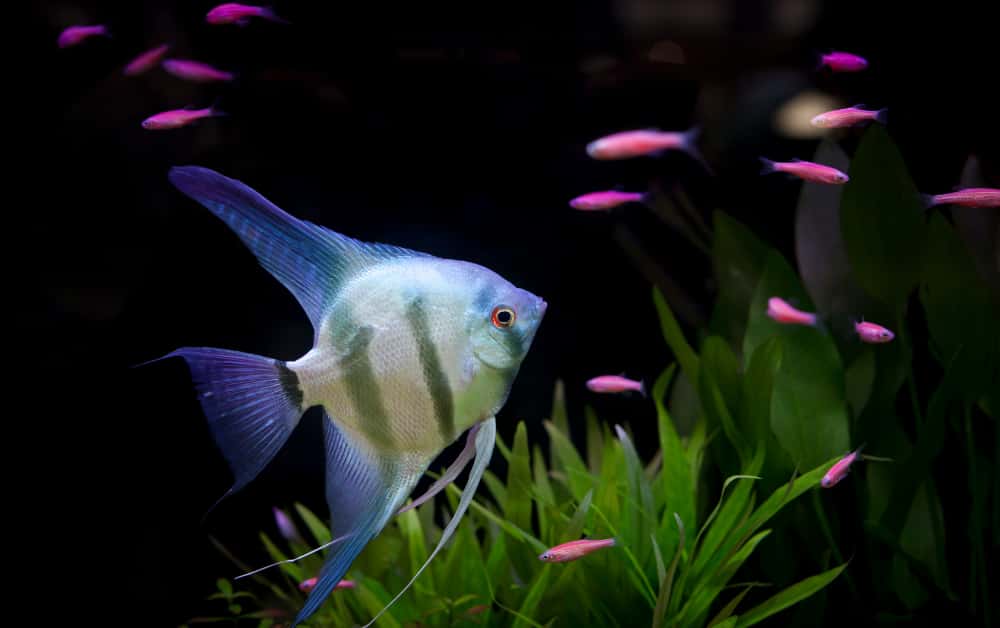 How long it takes for Angelfish eggs to hatch