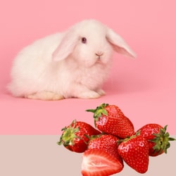 Side Effects of strawberries  for rabbits