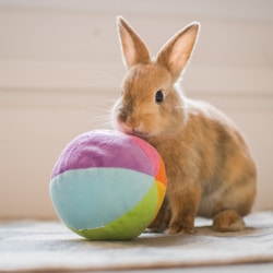 bunny playing