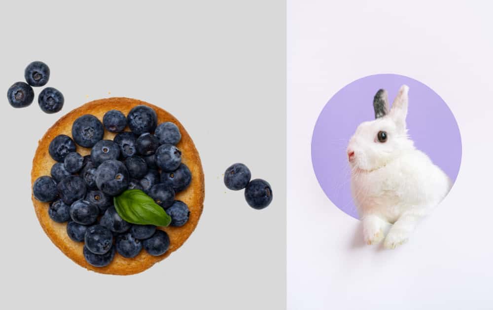 Blueberries for bunny