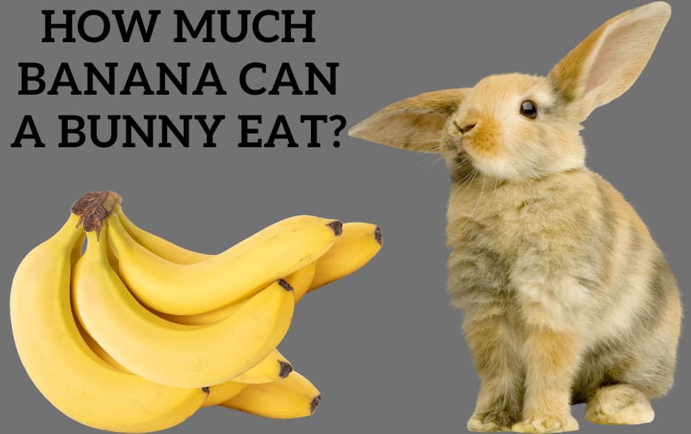 How much Banana can a Bunny eat