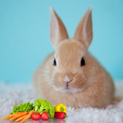 How long can a bunny go without food