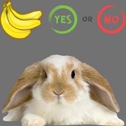 Are Bananas Safe for Bunnies?