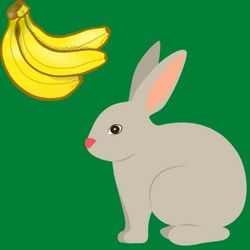 Can Bunnies eat Bananas everyday?