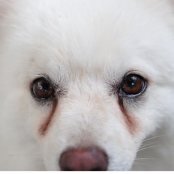 small white dogs have red tear stains