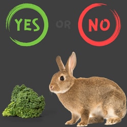 Can Rabbits eat kale?
