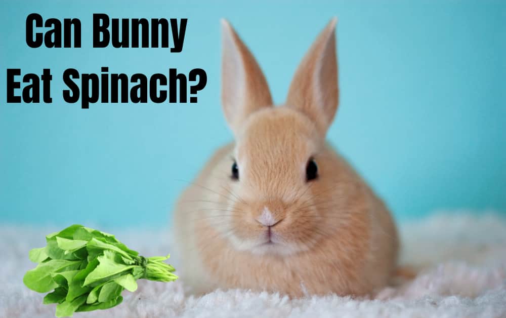 How much spinach can a bunny eat