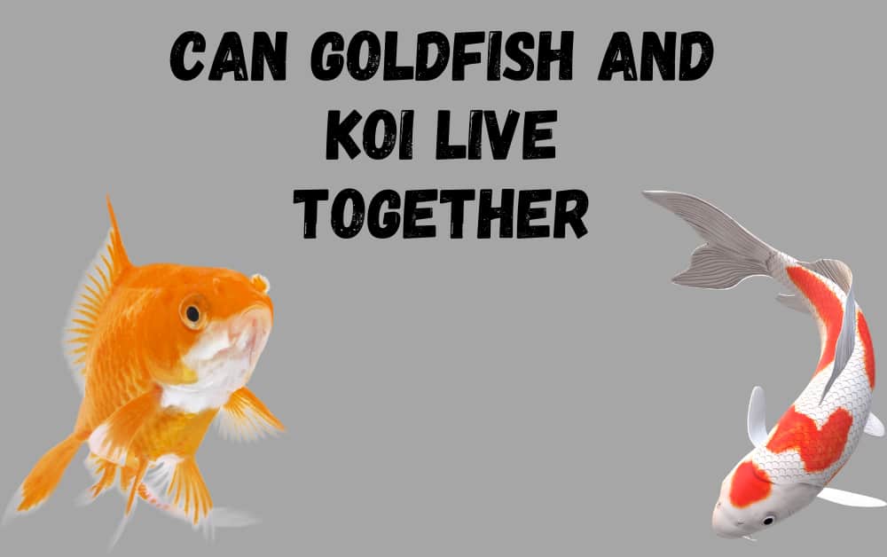 Can Goldfish and Koi Live Together?