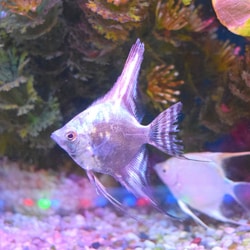 cute angelfish