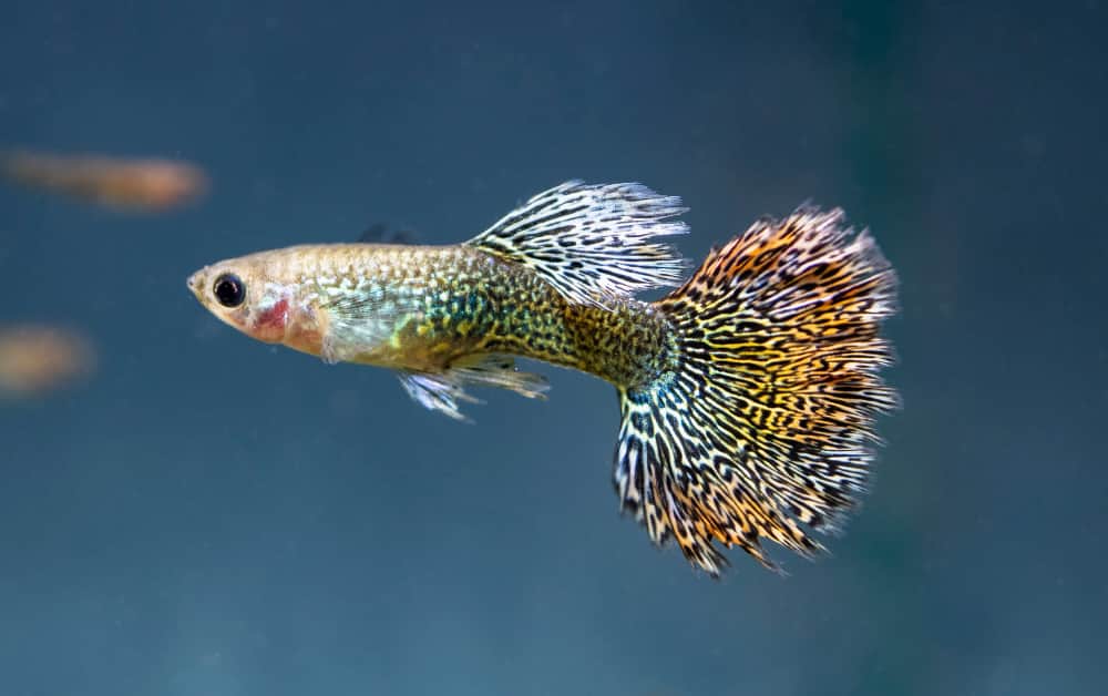 What Fish can live with Guppies