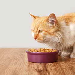 cat with food bowl