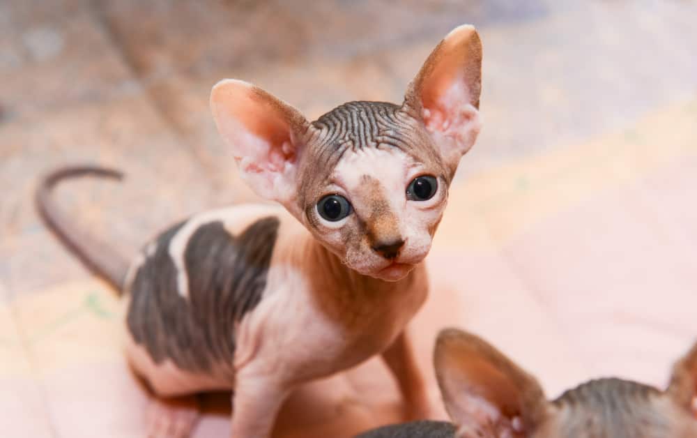 Alopecia in cats