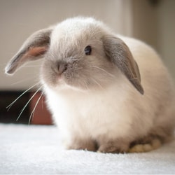 How much is a Mini lop Bunny?