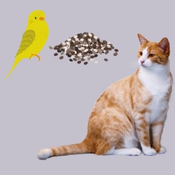 bird seeds for cats
