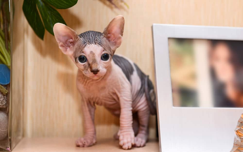 Why do cats have Bald spots