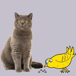 is bird seed safe for felines