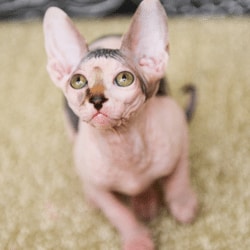 bald spots on cats