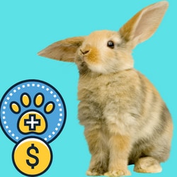 How much does it cost to spay a bunny?