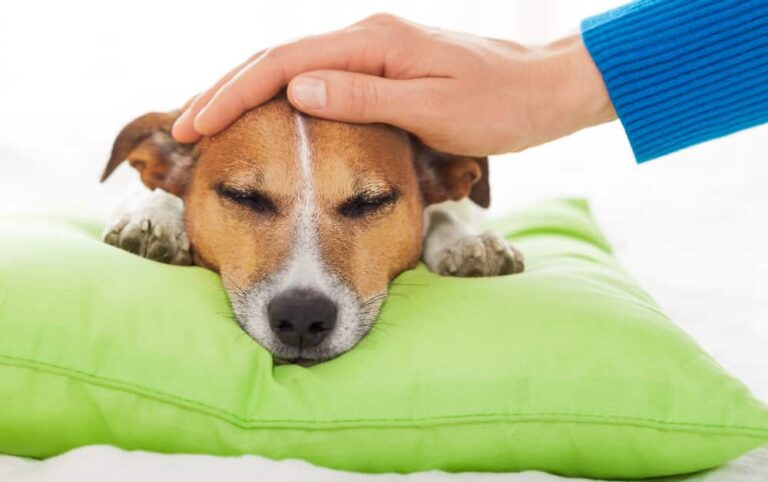 Can Dogs have Cramps on their Period? 9 Symptoms