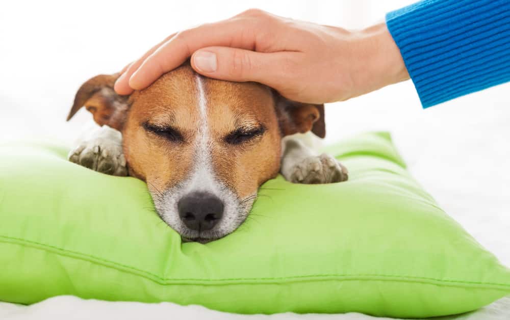 Can Dogs Have Cramps On Their Period 9 Symptoms