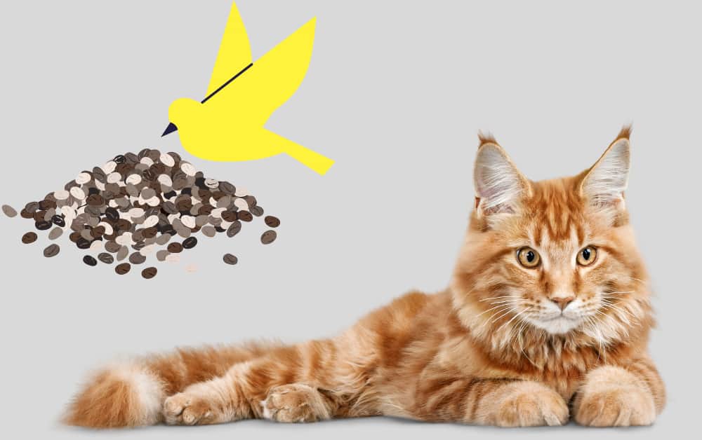 Can Cats Eat Bird seeds