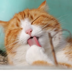 cat licking