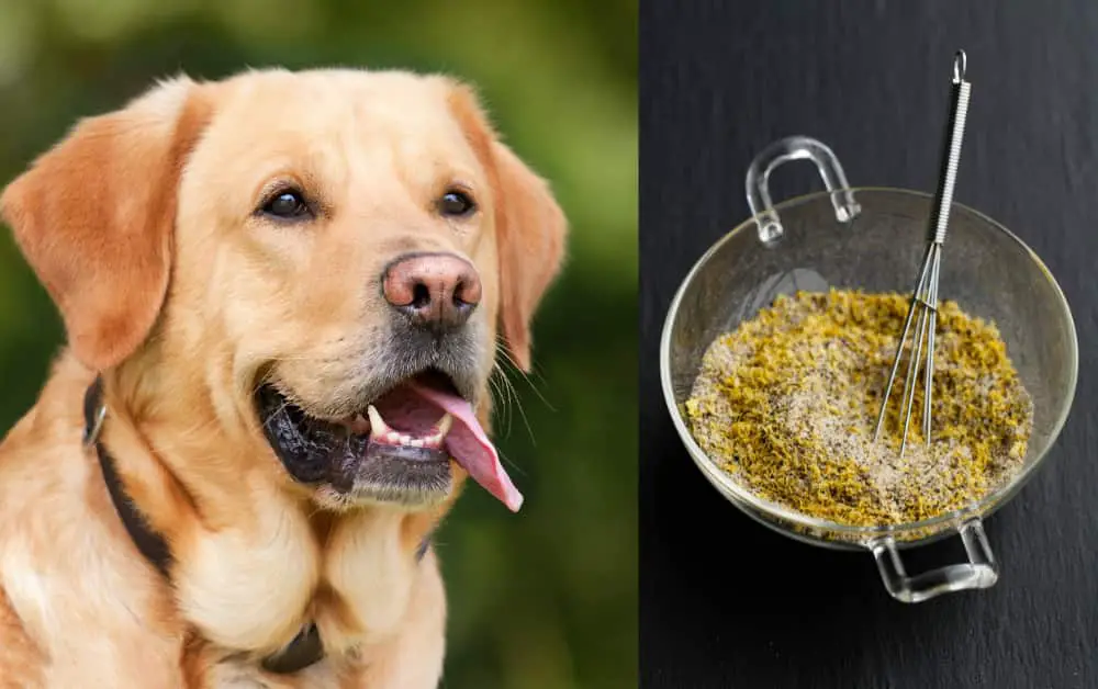 Can Dogs Eat Lemon Pepper Seasoning