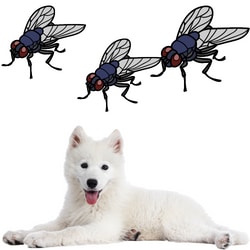 flies bitting dog
