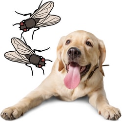 stop flies from biting dogs