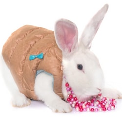 Can Bunnies wear clothes