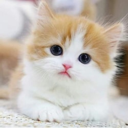 cute white kitty