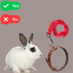 Can You Put Collar On Bunny