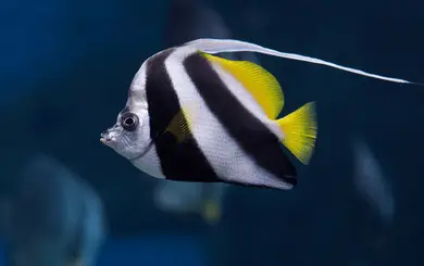 How to Calm Down Angelfish