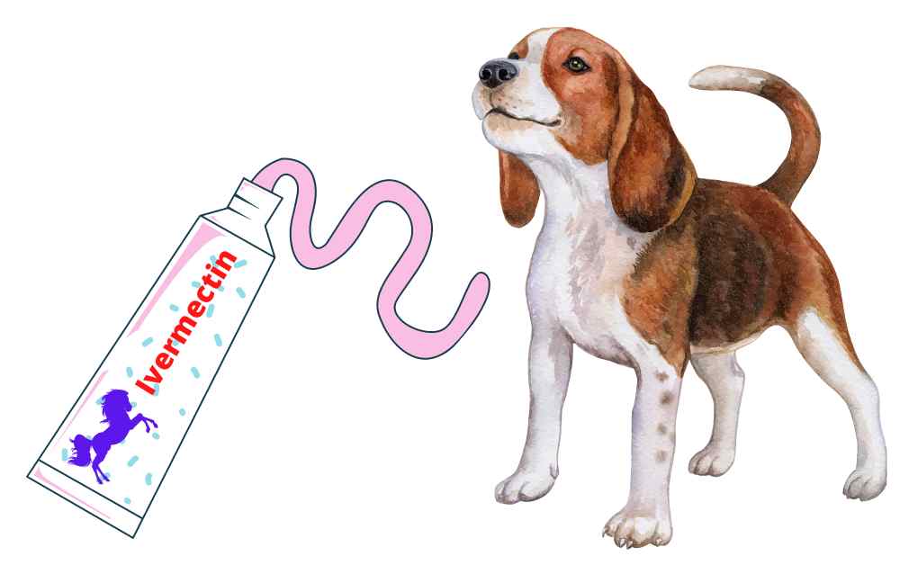 Is Ivermectin Paste Safe For Dogs? 9 Dangerous Effects