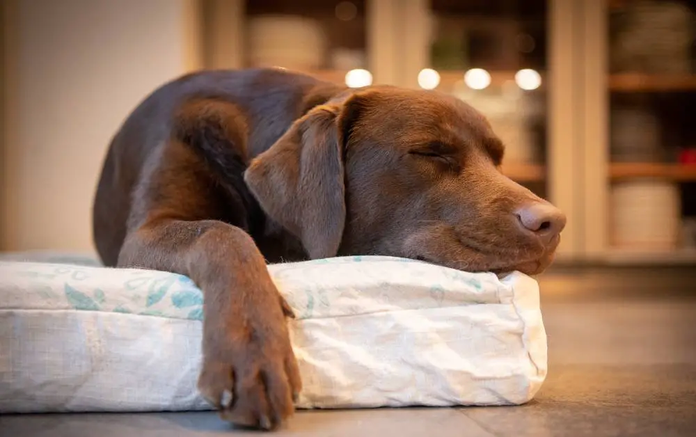 Do Dogs Sleep More On Rainy Days
