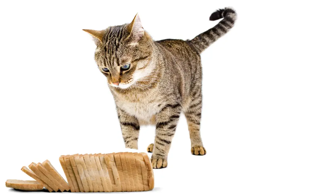 How much bread can a cat eat?