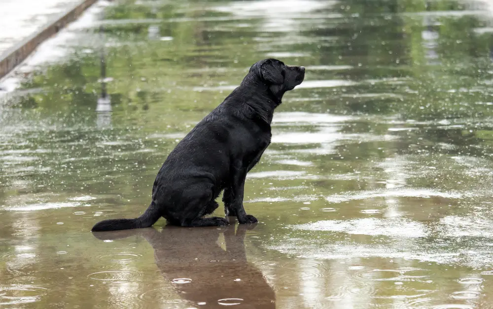 is rain bad for dogs?