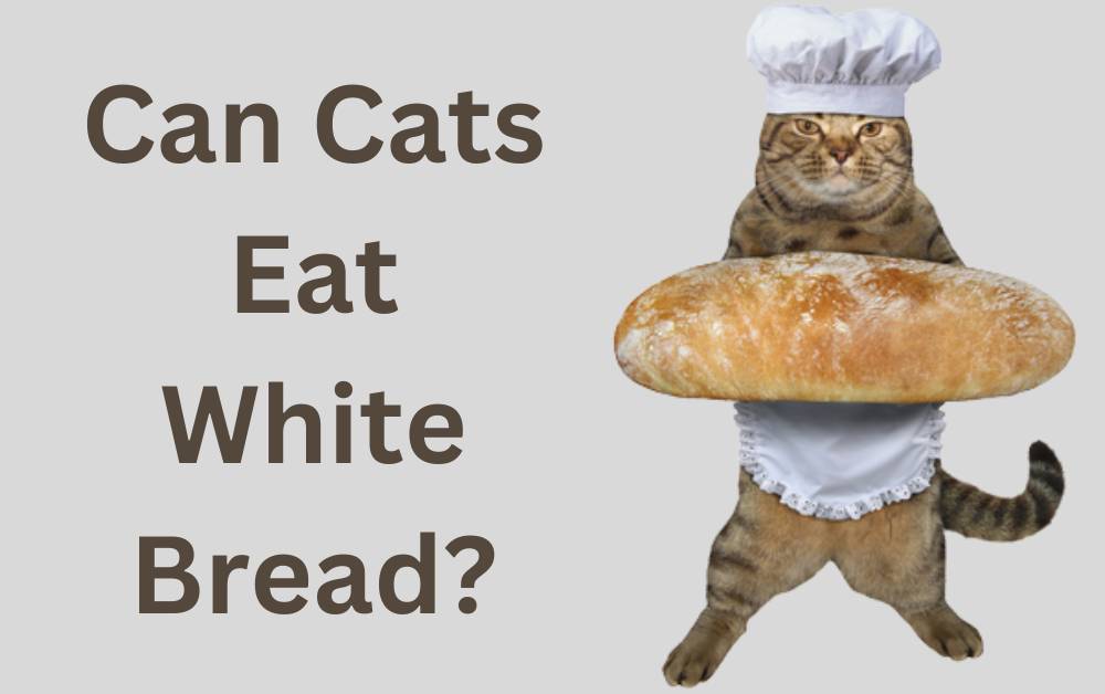 Can Cats Eat White Bread
