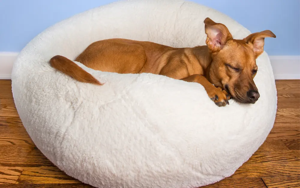 dog sleeping in dog bed