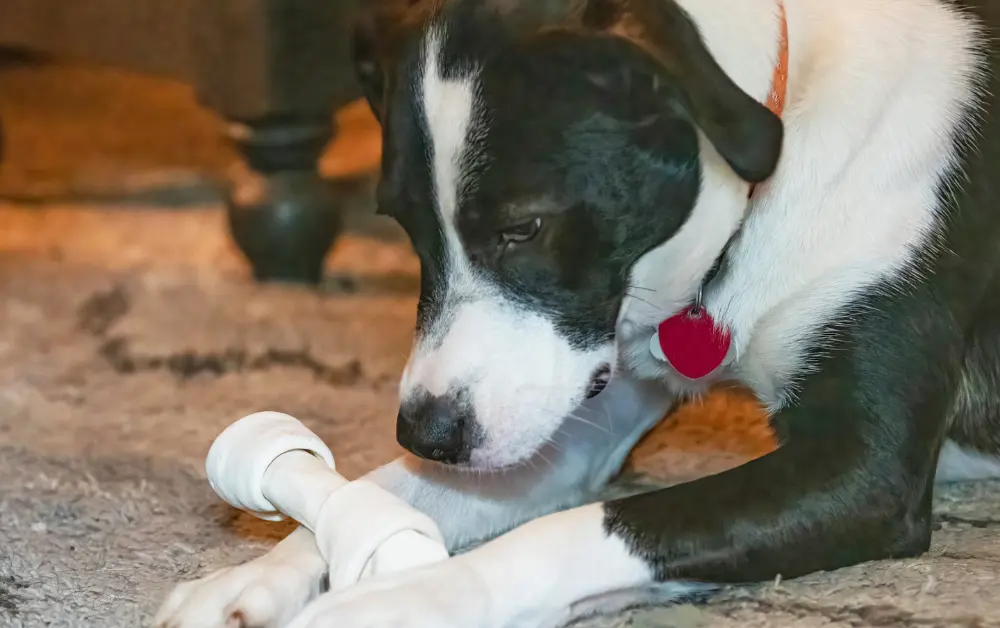 dog with rawhide