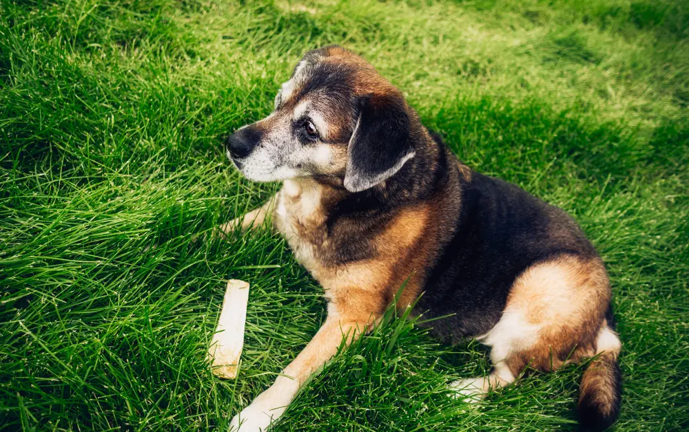 How to discourage your dog from rawhide?