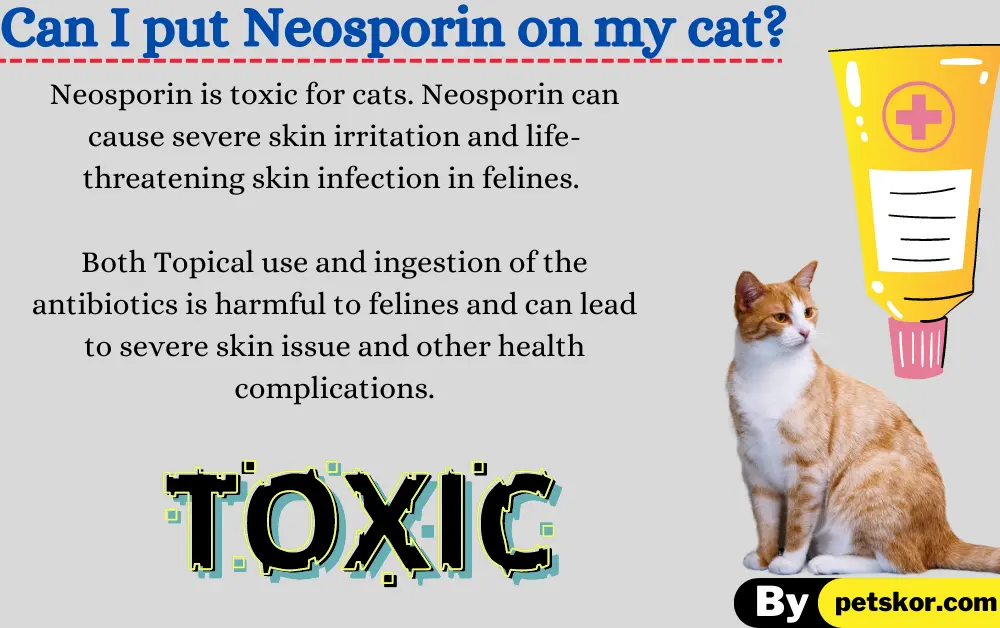 Can I put Neosporin on my cat