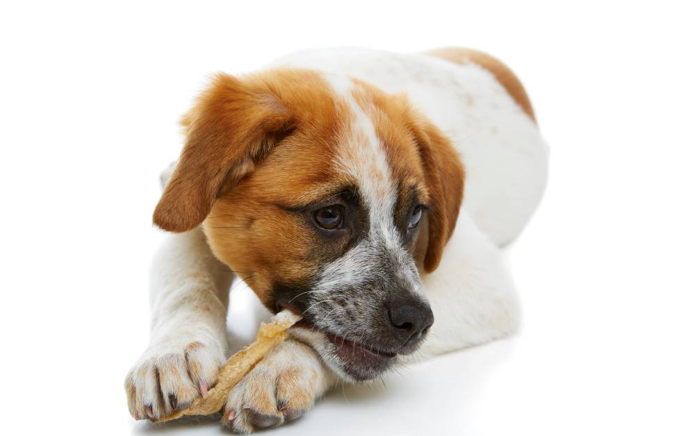 How to Soften Rawhide For Dogs