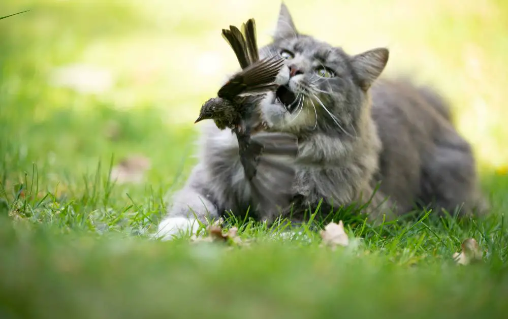Cats Catching Bats