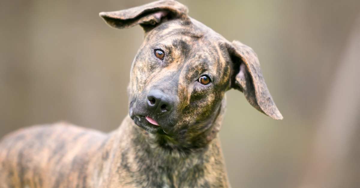 Why Are Brindle Dogs Unpopular? Misconceptions Behind Brindle-Coated