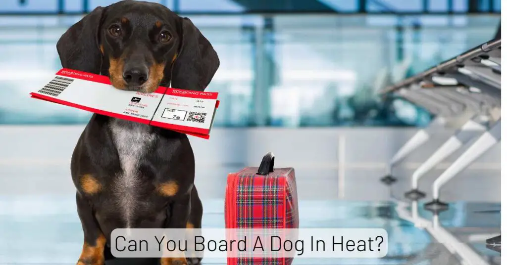 Can You Board A Dog In Heat